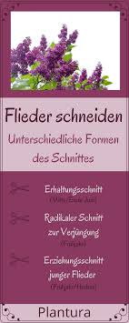 Flieder Schneiden Wann Wie Zuruckschneiden Flieder Schneiden Flieder Pflanzen Und Flieder