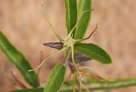 Image result for Fockea angustifolia