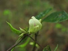 Image result for Macrotyloma tenuiflorum