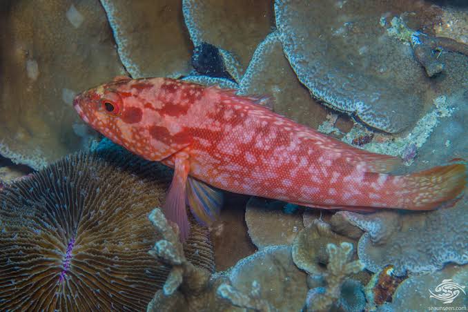 Strawberry Grouper – Facts and Photographs | Seaunseen