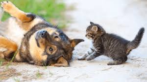 Your cat will stop hissing if she can learn that a particular dog is not a threat to her food or her life. Cat And Dog Playing Or Fighting How Can You Tell Door Buddy