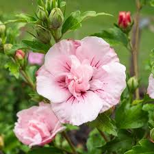 Image result for Hibiscus syriacus ´Pink Chiffon