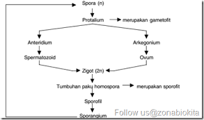 Berikut ini contoh skema metagenesis tumbuhan paku: Buatlah Bagan Metagenesis Pada Tumbuhan Paku Brainly Co Id