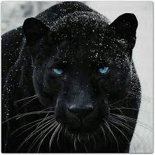 30 Gorgeous And Absolutely Impressive Photos Of Wildlife World H3rcom Impressive Strange Funny Animals Animals Beautiful Majestic Animals