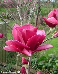 Pin On Magnolias