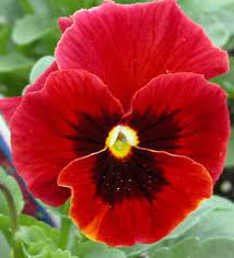 Pansy Seeds Viola Swiss Giant Red Viola Swiss Giant Is Known For Its Large Flowers And Black Blotches In The Center Pansies Flowers Pansies Annual Flowers