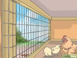 How To Take Care Of Chickens With Pictures Wikihow