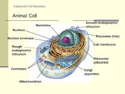 Small or no vacuole chloroplasts large vacuole. Ch 3 Eukaryotic Cell Structure Ppt Download