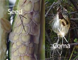 Image result for Pentarrhinum abyssinicum