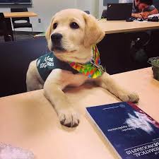 Hizmet Kopegi Olarak Yetistirilecek Sapsik Yavrularin Egitim Doneminden 31 Sirin Paylasim Sevimli Kopek Yavrulari Yavru Kopek Labrador Retrievers