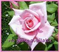 Viona Brock Whitehead Obituary April 7, 2011