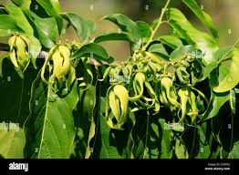 Image result for Cananga