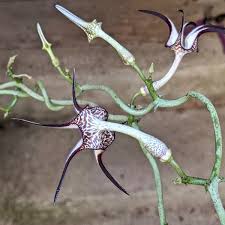 Image result for Ceropegia filipendula
