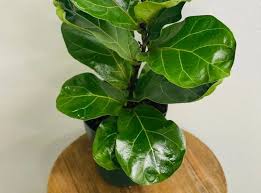 Image result for Ficus lyrata