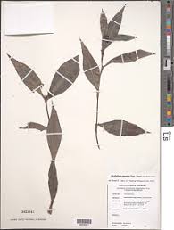 Image result for Stanfieldiella