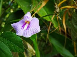 Image result for Centrosema pubescens