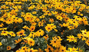 Plan your visit to great swamp greenhouses today! Great Swamp Greenhouses