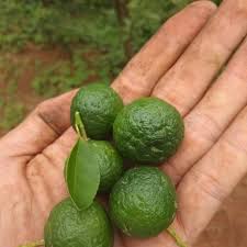 Jual bibit jeruk limo pohon jeruk limo tanaman jeruk sambel. Bibit Tanaman Buah Jeruk Limau Jeruk Sambel Okulasi Kondisi Berbuah Dan Berbunga Shopee Indonesia