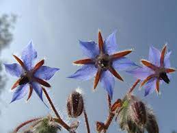 The definition of fruit for this list is a culinary fruit, i.e. Borage Wikipedia