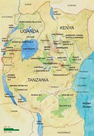 Image result for Schizozygia coffaeoides