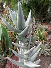 Image result for Crassula perfoliata