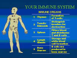 Lymphatic And Immune Systems Diagram Quizlet