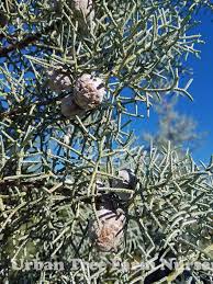 Image result for Cupressus arizonica