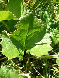 Image result for Ligularia sibirica