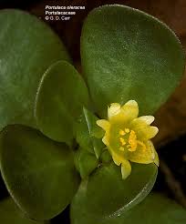 Image result for Portulacaceae