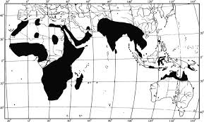 Image result for Ceropegia namuliensis