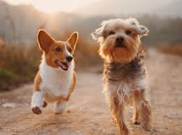 If the animal has a history of known illness, we request a letter. Spca Cincinnati Home