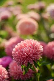 Image result for Aster chimanimaniensis