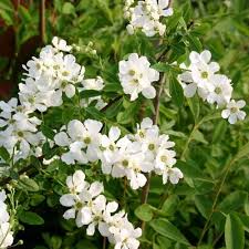 Image result for Exochorda