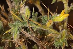 Image result for Melolobium