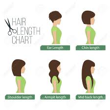 Check spelling or type a new query. Hair Length Chart Side View 5 Different Hair Lengths Royalty Free Cliparts Vectors And Stock Illustration Image 60173168