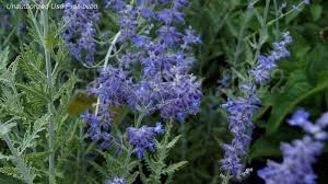 Image result for Perovskia atriplicifolia lacey blue photo