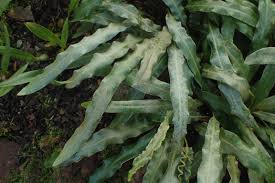 Image result for Elaphoglossum