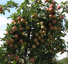 Chemicals and plant growth regulators labeled for fruit thinning in virginia. Thinning Flowers And Fruitlets Apple Best Practice Guide
