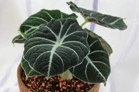 Maybe you would like to learn more about one of these? Alocasia Reginula Black Velvet