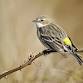 Birding Banshee event in Leesburg, VA