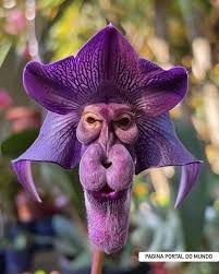 Meet the Monkey Orchid (Dracula Simia ...