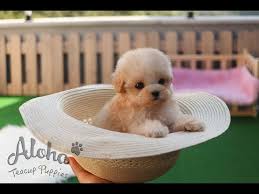 Irish goldendoodles mini we will be having 2 litters of mini irish goldendoodle puppie. Cheap Teacup Maltipoos For Sale 07 2021