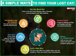 Where can i find lost and found pets? 7 Simplest Ways To Find Your Lost Cat