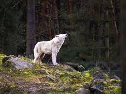 Deswegen brauchst du doch nicht zu heulen. Wolfsheulen Warum Heulen Wolfe Und Konnen Hunde Auch Heulen