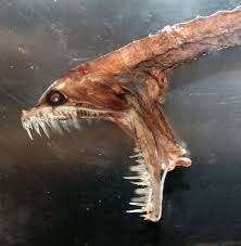 Abyssal Fish Deep Sea Animals Deep Sea Creatures Deep Sea Life