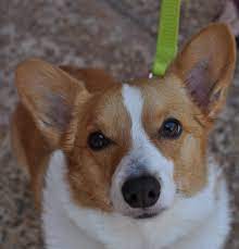 Check spelling or type a new query. Atlanta Ga Pembroke Welsh Corgi Meet Sadie A Pet For Adoption
