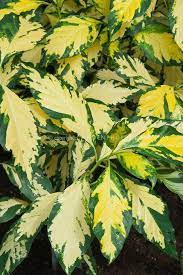 These plants sprout new leaves quickly, so yellow leaves can quickly be replaced by healthy green leaves once you have treated the problem. Graptophyllum Pictum Caricature Plant Plant Flower Stock Photography Gardenphotos Com Variegated Plants Plants Flower Stock Photography