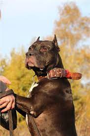 moskva i mo v dobrye ruki velikolepnyj ingard istoriya ingarda vyzyvaet nedoumenie i vozmushenie 15 letnij rebyonok zavyol pitbul sobaki sobaki iz priyuta