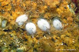 Image result for Galeomma