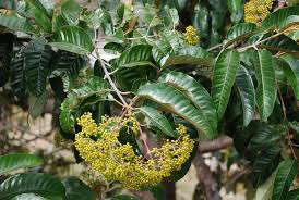Image result for Harungana madagascariensis